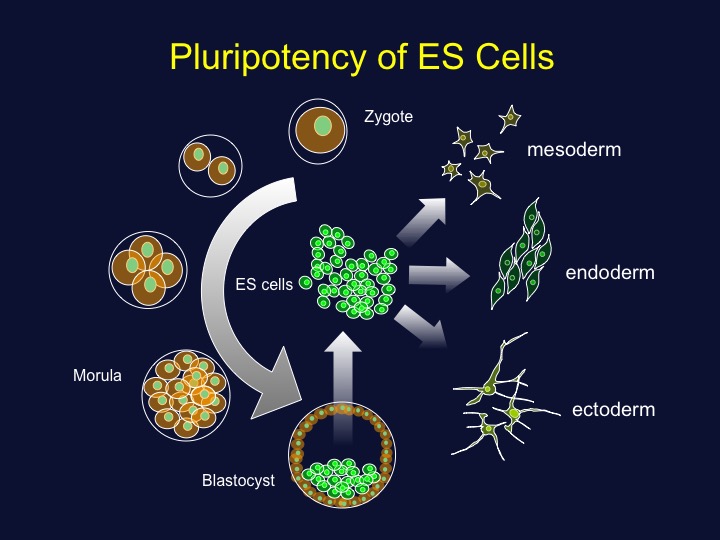 ES cells can differentiate into multiple lineages