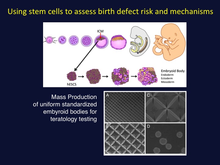 embryoid bodies to detect hazardous compounds